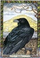 Druid Animal Oracle Raven